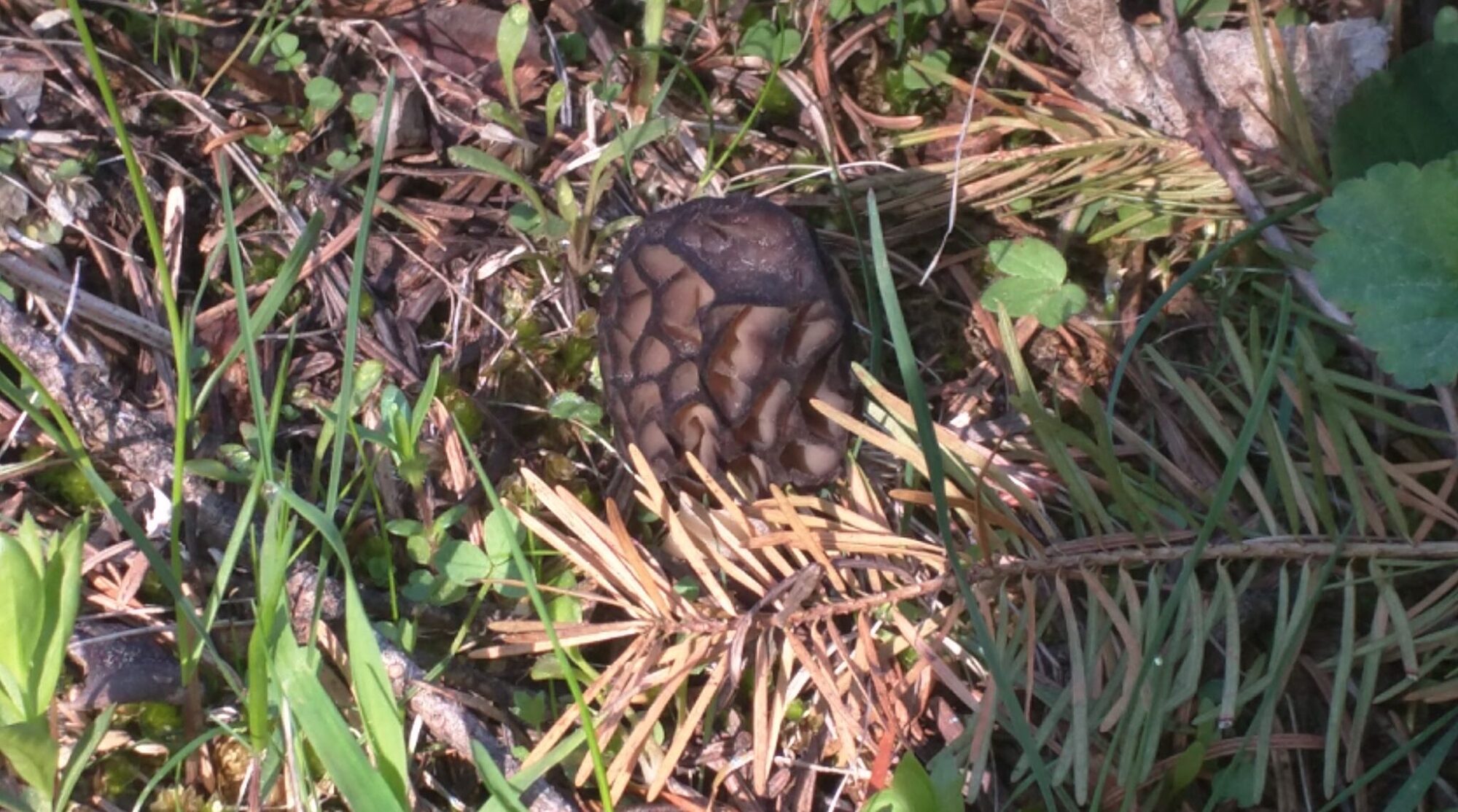 morel in pine forest