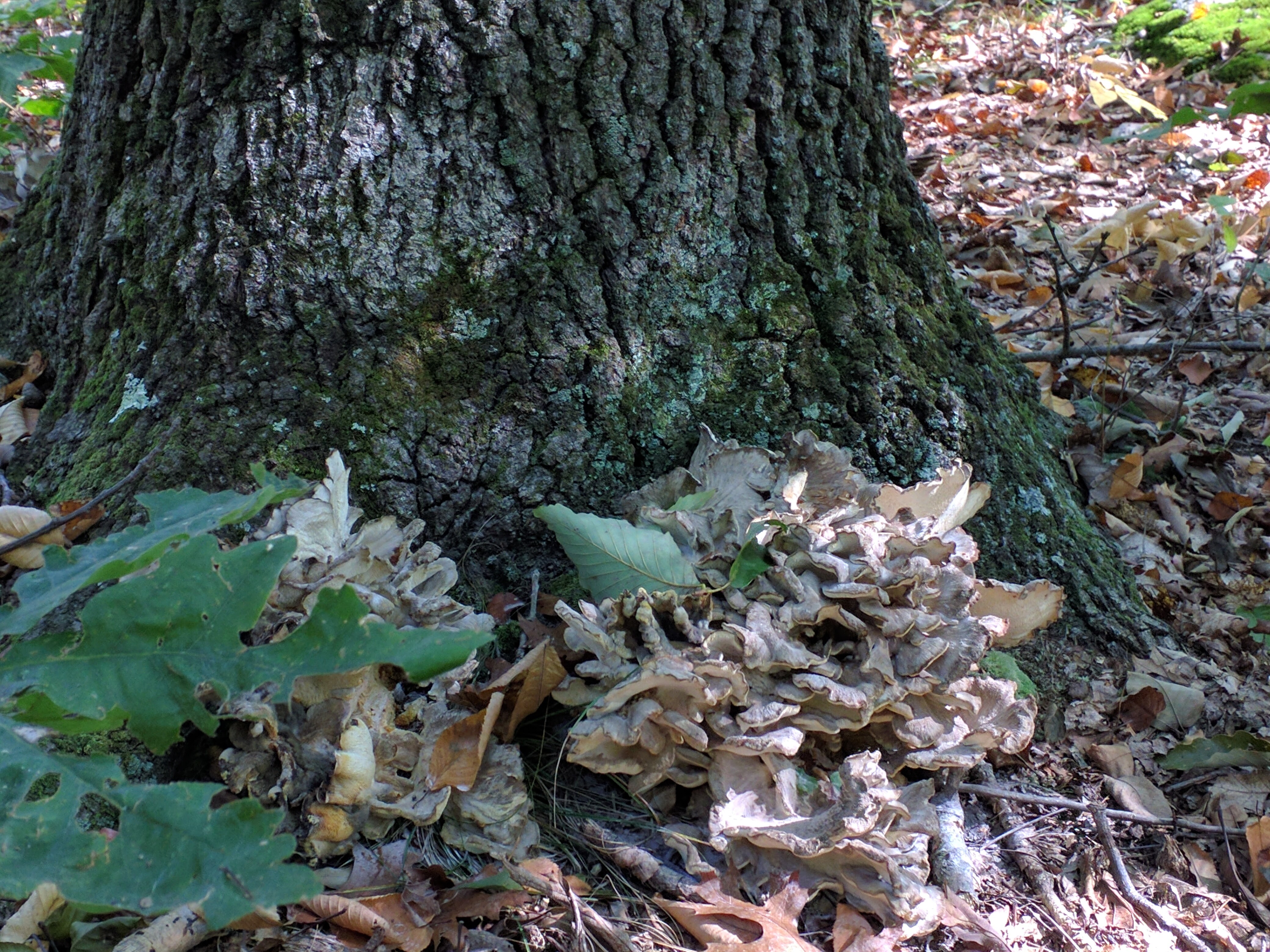 My History with Hen of the Woods: How the Maitake First Bested Me