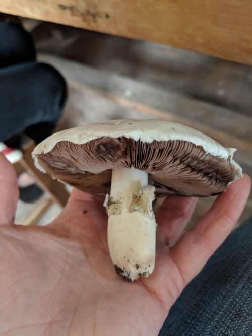 What To Do When Your Winemaker Hands You A Random Mushroom in Uruguay
