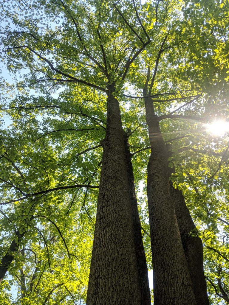 Hunting Trees, Hunting Morels So I Gather
