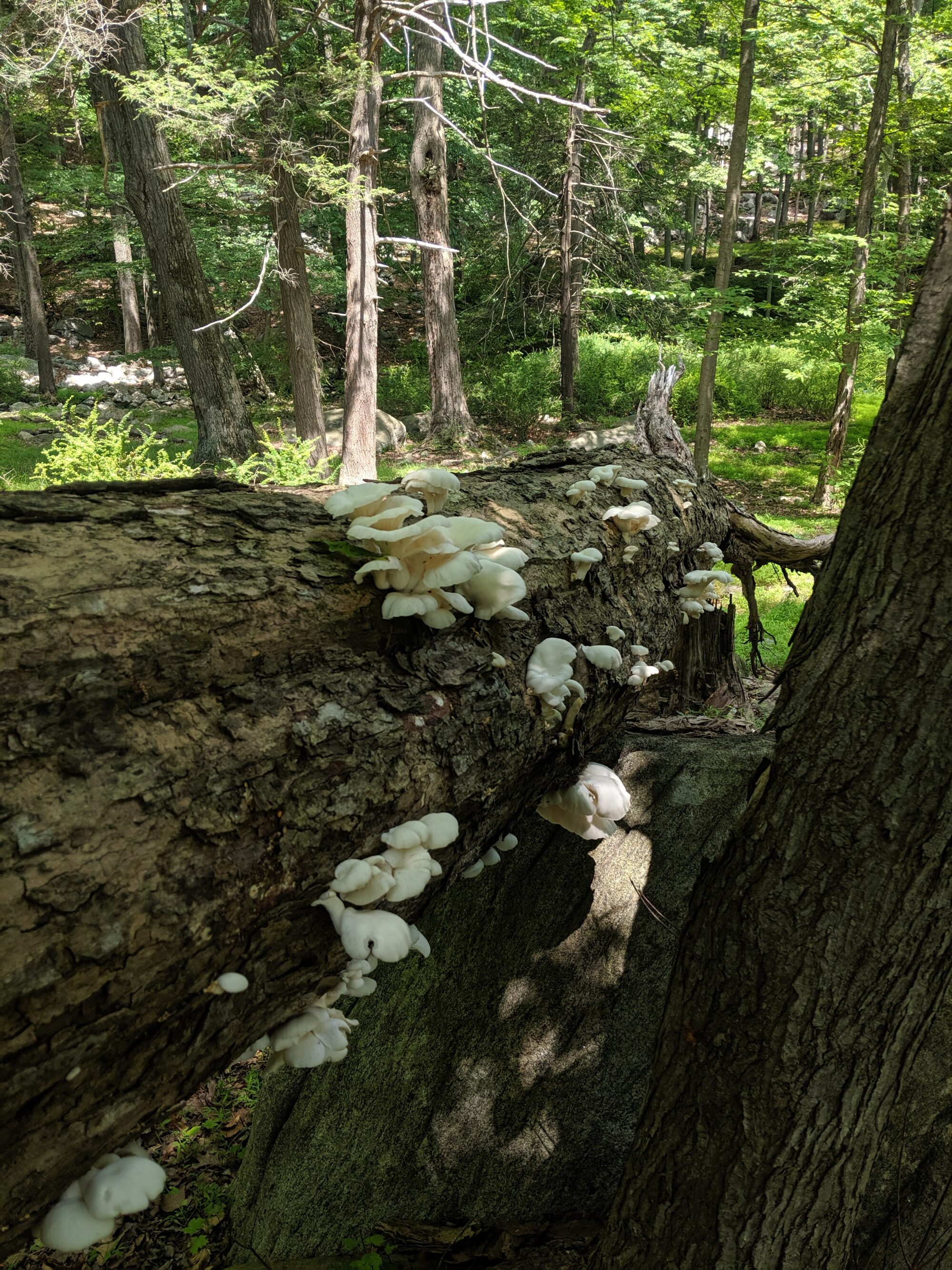 Oyster mushrooms growing on a log