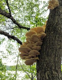 a cluster of oyster mushrooms on a tree