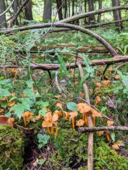 The Scent of a Yellowfoot Chanterelle