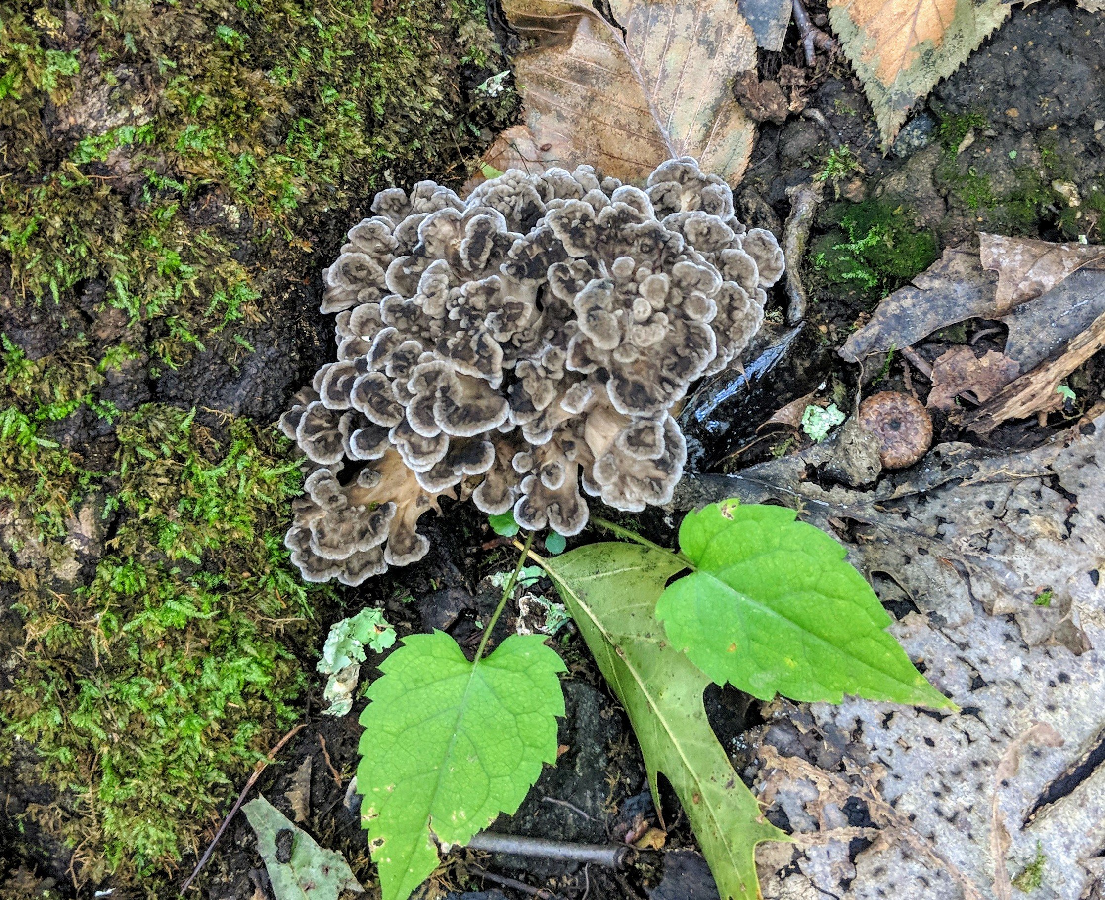 A Brief Affair With Hen of the Woods