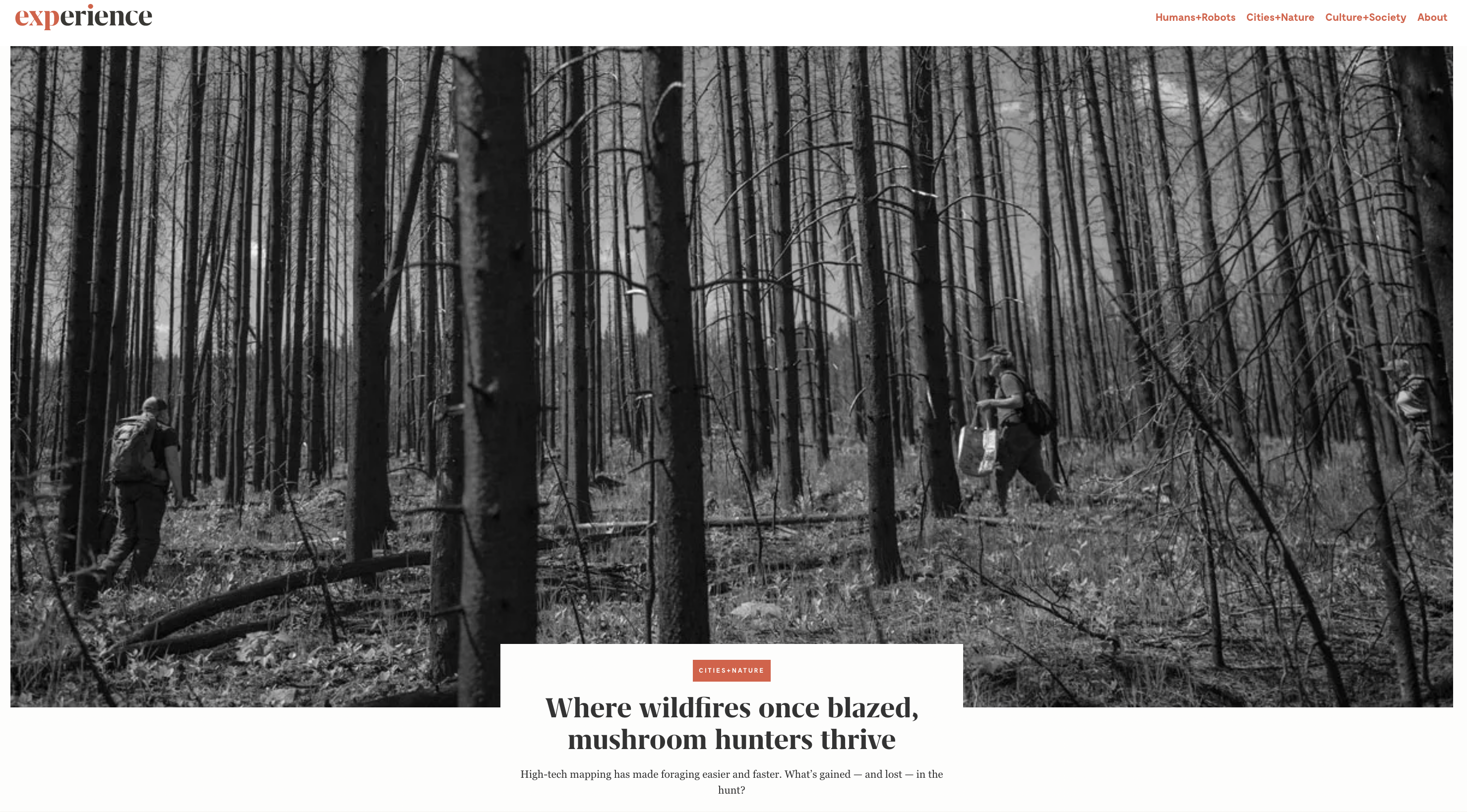 Where Wildfires Once Blazed, Mushroom Hunters Thrive