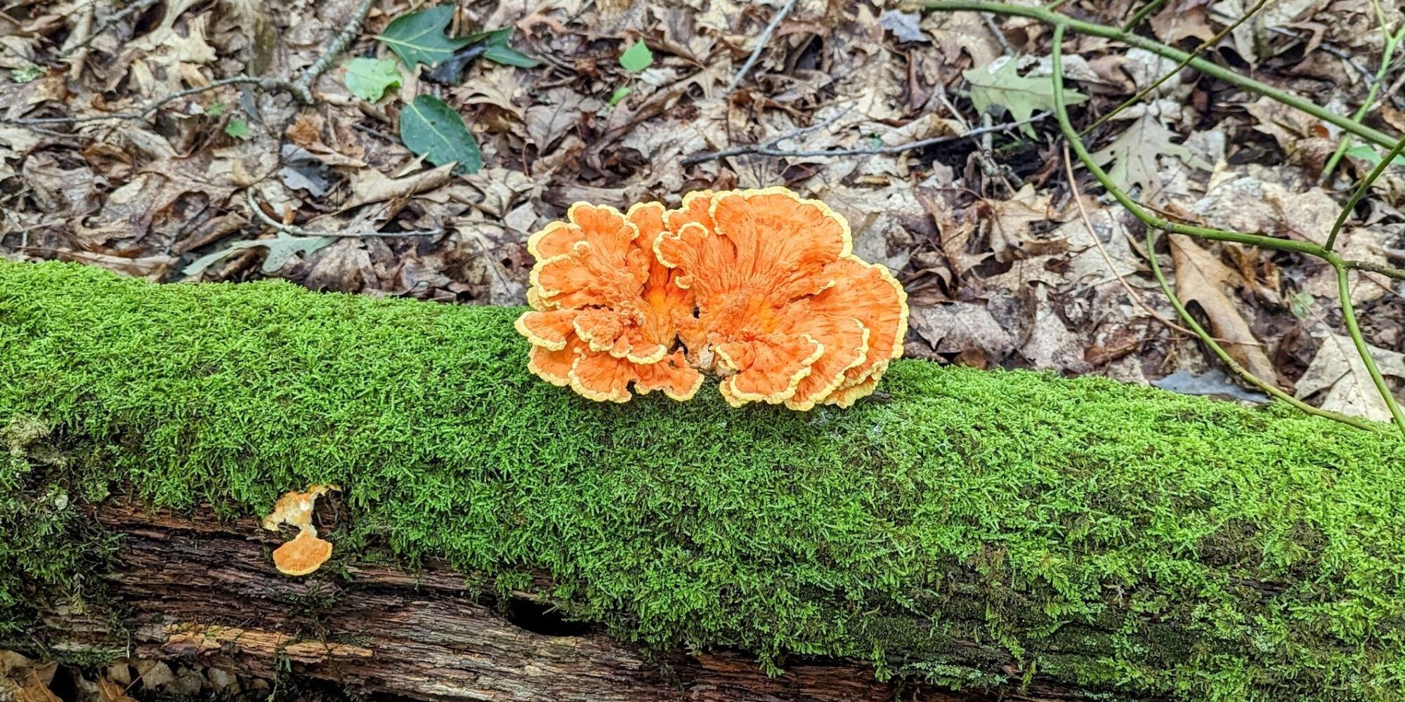 chicken of the woods mushroom