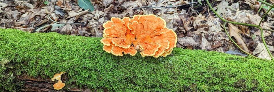 chicken of the woods mushroom